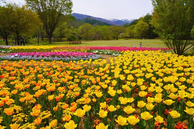 安曇野の澄んだ空気も花色に（4月22日、森田昭治通信員）