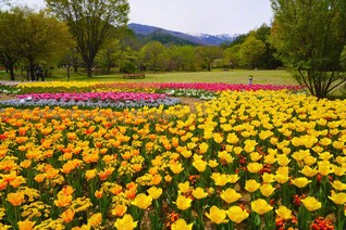 安曇野の澄んだ空気も花色に（4月22日、森田昭治通信員）