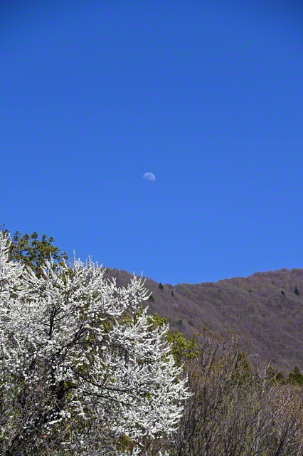 月と桜（4月25日、山形市の西蔵王牧場で）