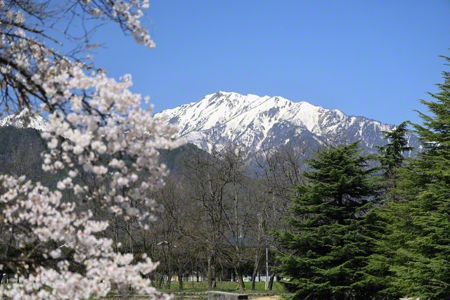 澄んだ空気と春の日差しの中で（4月12日、大町市、小林充通信員）