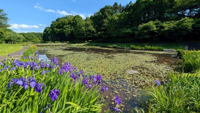 5月撮影、小美玉市内＝鈴木唱子通信員
