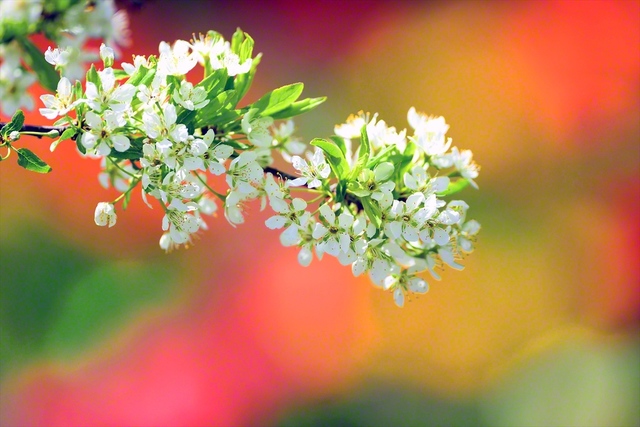 白いスモモの花がかれんに（5月9日、札幌市、斗澤尊浩通信員）
