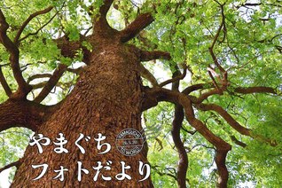 巨大なクスノキに包まれる（4月25日、岩国市、森川義雄通信員）