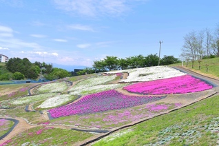 青空の下、色とりどりの芝桜が広がり、開放感あふれる風景となっていた