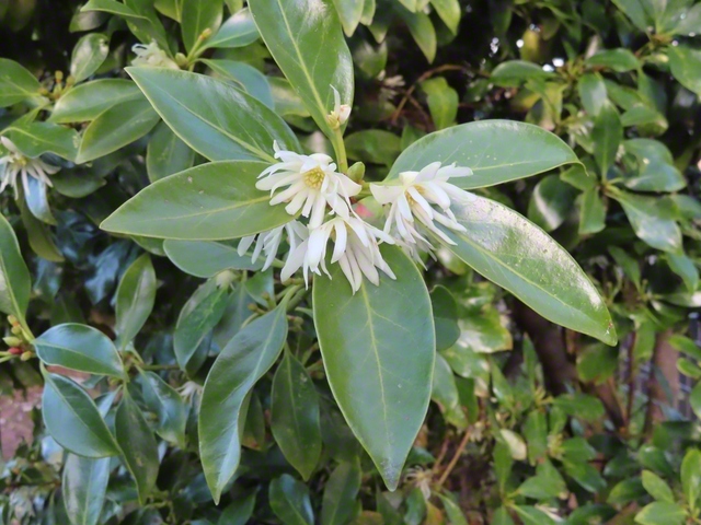 樒（シキミ）の花が咲いた（4月17日、宮田村、林紀和通信員）
