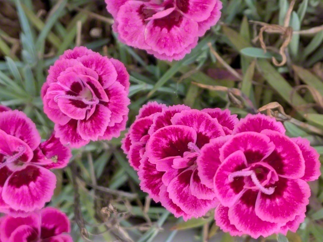 鮮やかなピンクの花を咲かせるナデシコ（府中町、橋井晴子通信員）