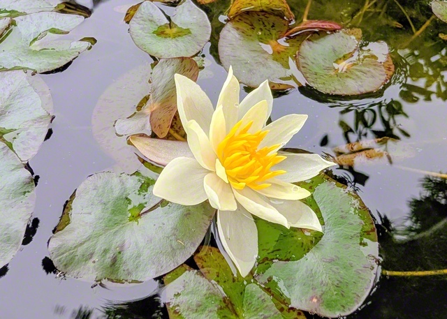 朝の水鉢にそっと花開いたスイレンが涼を誘う（廿日市市、竹島泰子通信員）