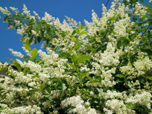 セイヨウイボタの花。花言葉は「くつろぎ」（呉市、北野陽子通信員）