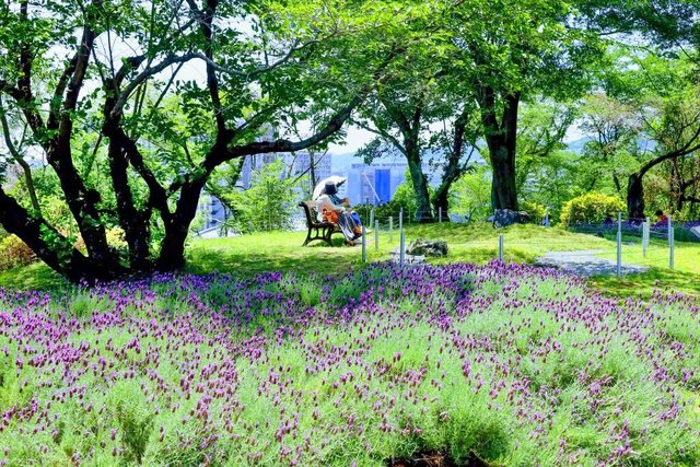 牛田総合公園バラ園では、バラとともにラベンダーも見頃
を迎えている（広島市東区、梅木京子通信員）