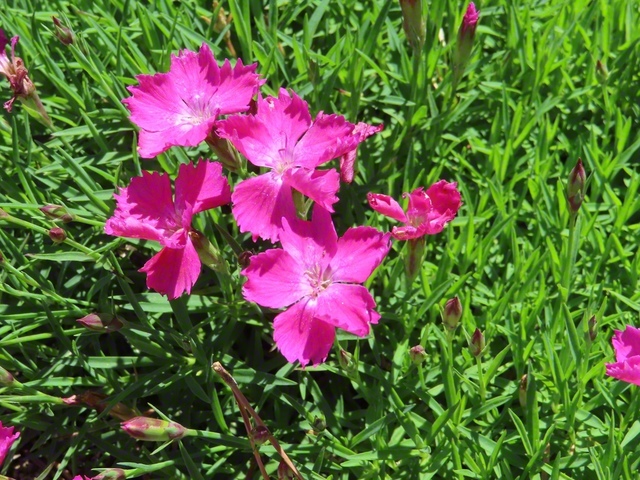 元気いっぱいのナデシコの花（5月14日、宮田村、林紀和通信員）