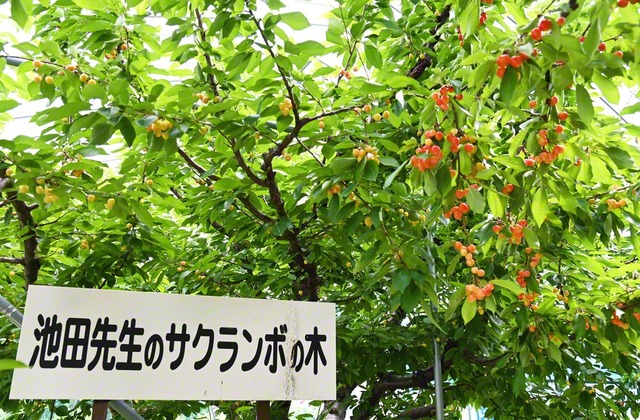 1987年（昭和62年）7月、山形を訪問した池田大作先生は青年農家を激励しサクランボの収穫を。ナポレオン果樹園の木は、池田先生が収穫したサクランボの木を接ぎ木したもの