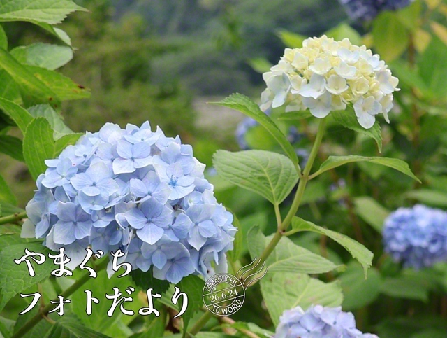 「吉香公園」周辺にて撮影。涼しげな淡い色合い（6月19日、岩国市、森川義雄通信員）