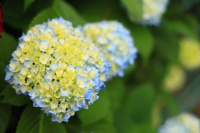 アジサイの季節（6月4日、中野市、小林充通信員）