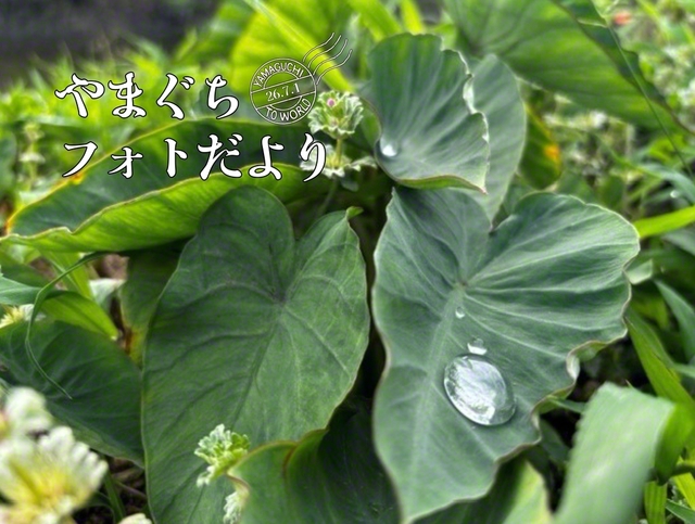 里芋の葉っぱに水たまり（6月3日、下関市、山田智江通信員）