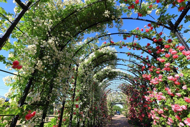 バラのアーケードが見事に（5月30日、中野市・バラ公園、小林充通信員）