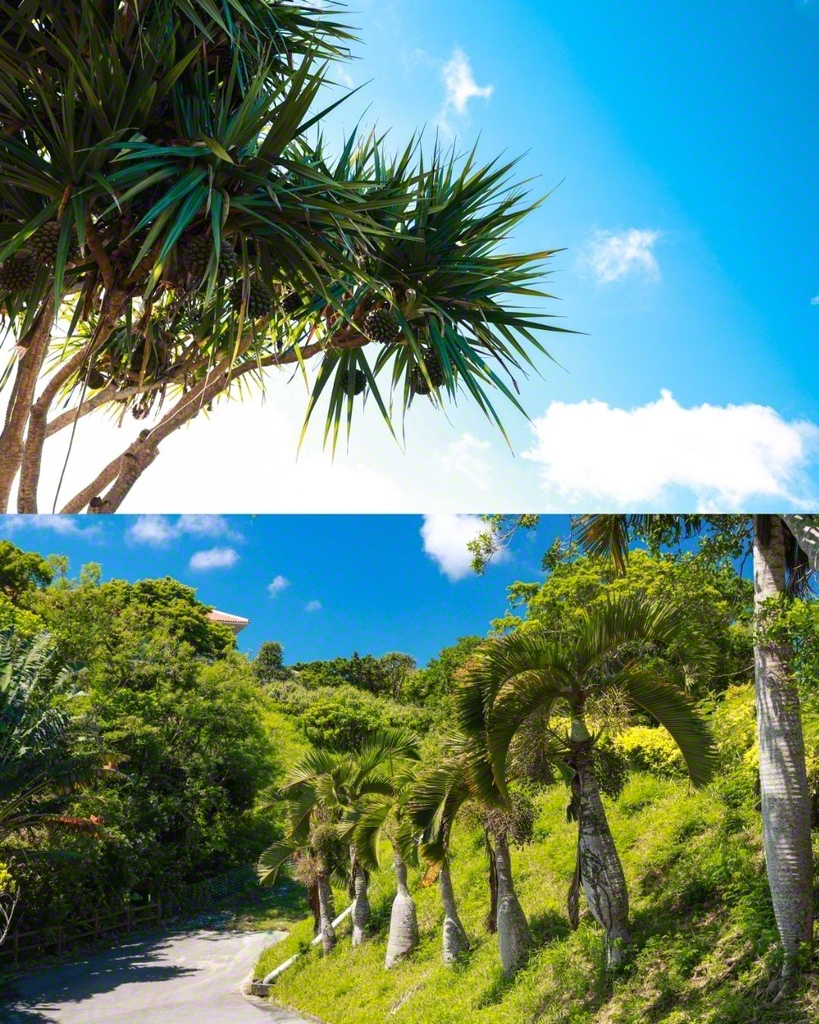 道場内では南国の植物が育つ