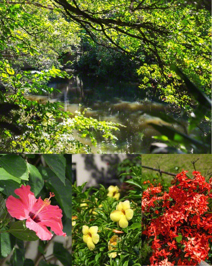 「竜宮の池」の水面を木漏れ日が照らす（写真上）。道場内を彩る花々（写真下3枚）
