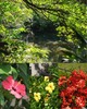「竜宮の池」の水面を木漏れ日が照らす（写真上）。道場内を彩る花々（写真下3枚）