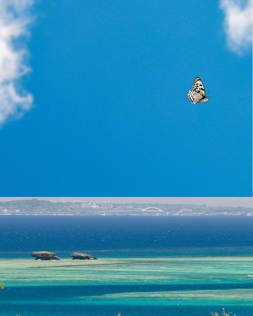 沖縄県の蝶「オオゴマダラ」（写真上）