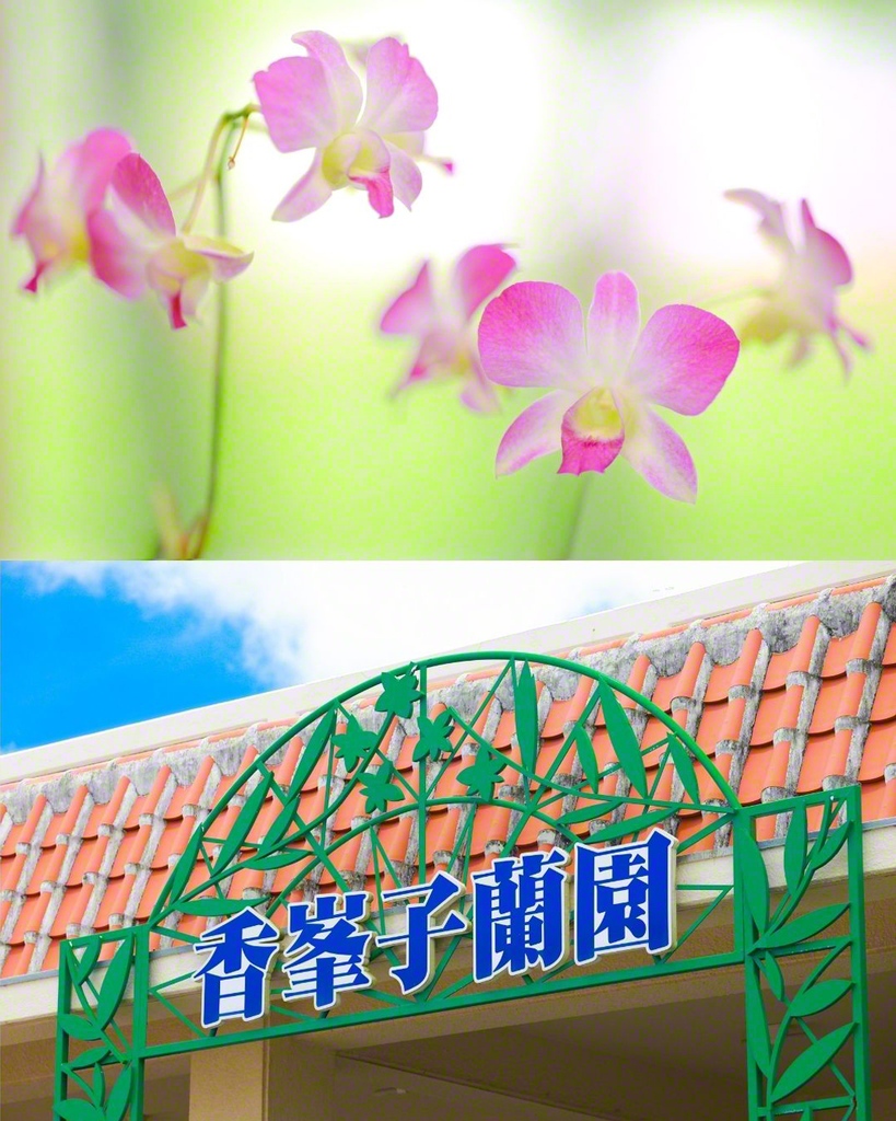 シンガポール国立植物園が名付けた新種のラン“香峯子蘭”が道場内で育てられている（見ごろは9～11月）