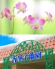 シンガポール国立植物園が名付けた新種のラン“香峯子蘭”が道場内で育てられている（見ごろは9～11月）