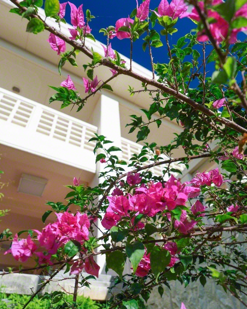 ブーゲンビリアの花