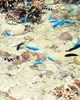 恩納村の海はカラフルな熱帯魚がすむ自然のアクアリウム