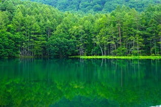 緑萌える御射鹿池（8月2日、茅野市、森田昭治通信員）