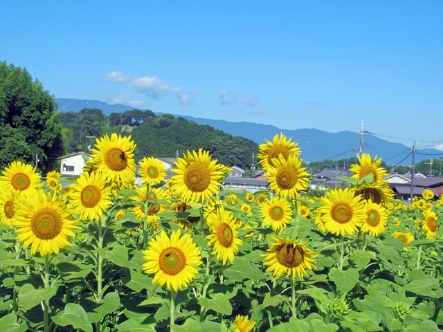 明日香村＝筒井豊通信員撮影