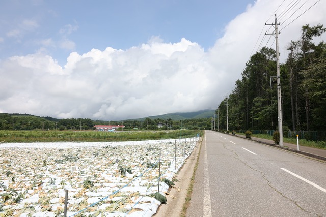 １次合宿の舞台である長野・菅平高原。他大学の駅伝チームなども合宿を実施していた
