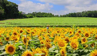 どこか懐かしさや夏の憂いを感じさせるヒマワリたち。花言葉は「あなただけを見つめる」（7月22日、北竜町、後藤美江）