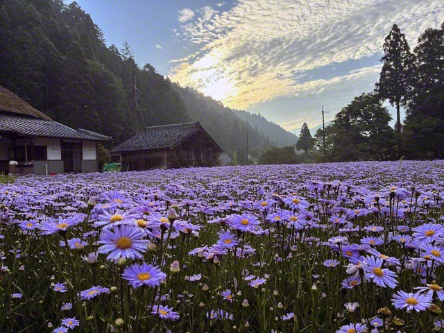 左京区　北山友禅菊（本美弥子通信員）