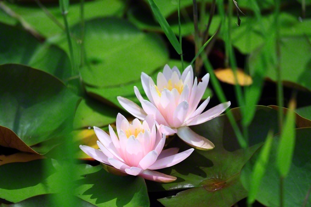水生植物園のスイレン（7月11日、信濃町、小林充通信員）