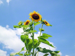 ヒマワリの花は平和と希望の象徴。核兵器廃絶の国際的なシンボルになっている（呉市、北野陽子通信員）