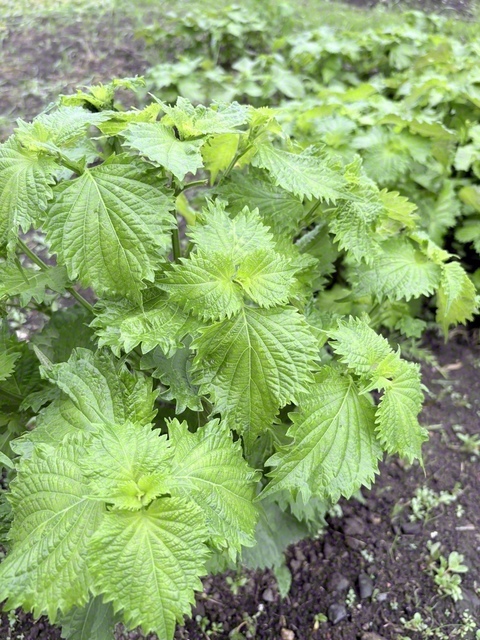 庭にすくすく育った青じそ。葉の裏には、ほんのり赤みがある