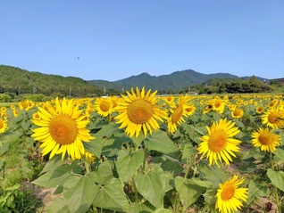 大輪を咲かせるヒマワリ（亀山市、松本敏通信員）