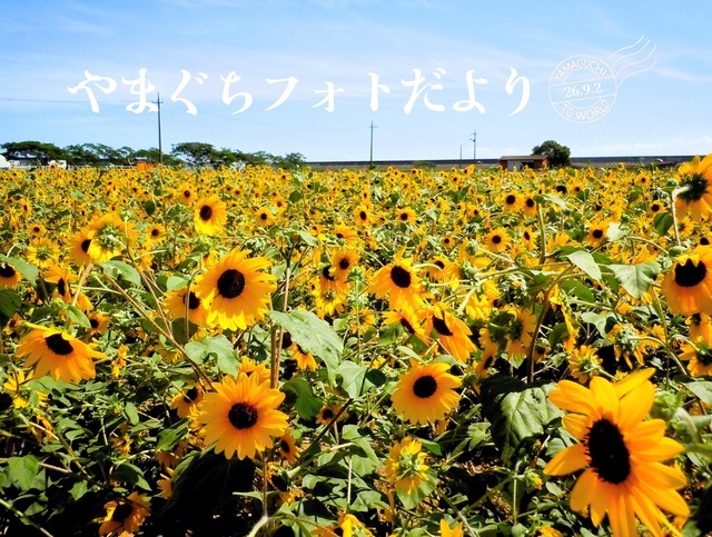 辺り一面に広がる満開のヒマワリ（8月22日、山陽小野田市、笹原晋一通信員）