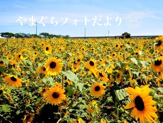 辺り一面に広がる満開のヒマワリ（8月22日、山陽小野田市、笹原晋一通信員）