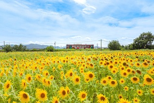 長良川鉄道の沿線上に輝いた富加町のヒマワリ