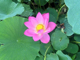 井戸尻史跡公園に咲く清らかなハスの花（8月9日、富士見町、三沢こずえ通信員）