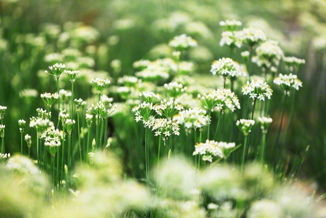 ニラの花がかれんに並ぶ（8月29日、須坂市、小林充通信員）