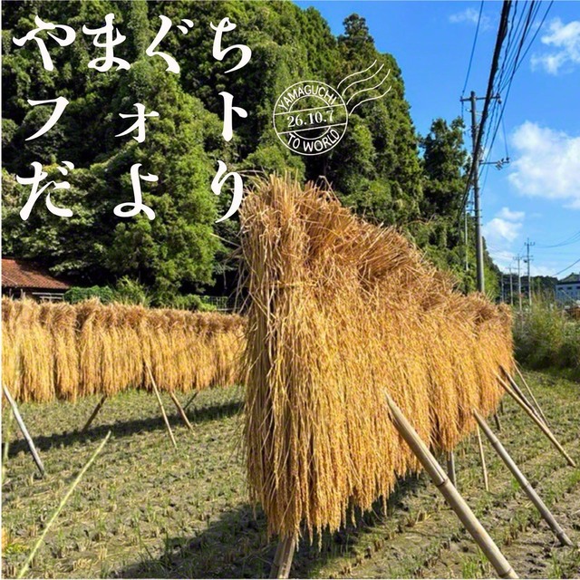 太陽光で乾燥させ、お米のうまみを引き出す稲掛け（9月22日、下関市、山田智江通信員）