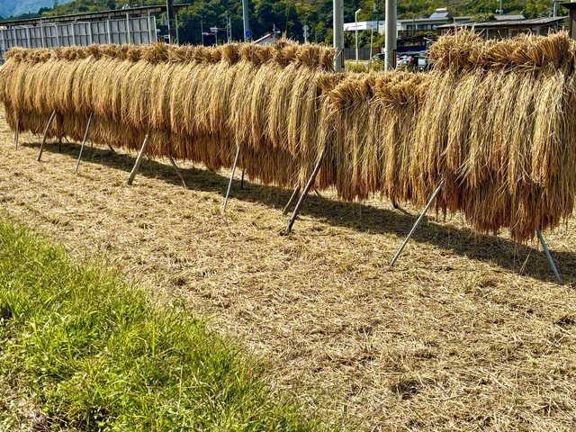 青空の下、田んぼで稲を天日干し（呉市、田中ゆかり通信員）