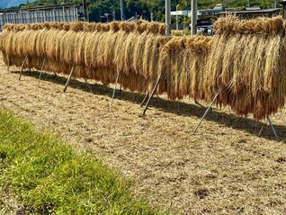 青空の下、田んぼで稲を天日干し（呉市、田中ゆかり通信員）
