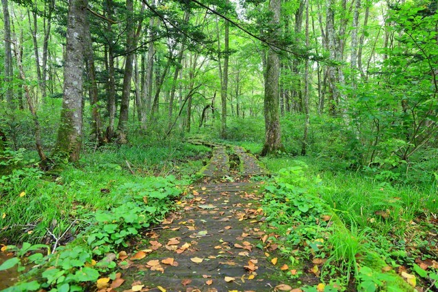 緑と落ち葉の遊歩道（9月22日、長野市、小林充通信員）