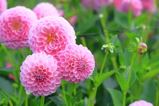 美しいピンク色の花と朝露が残るつぼみ（9月23日、長野市、小林充通信員）
